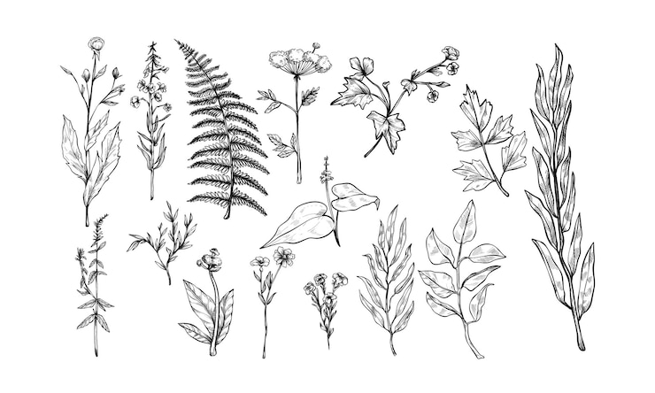 Vector plant bladeren met de hand getekende illustratie gravure