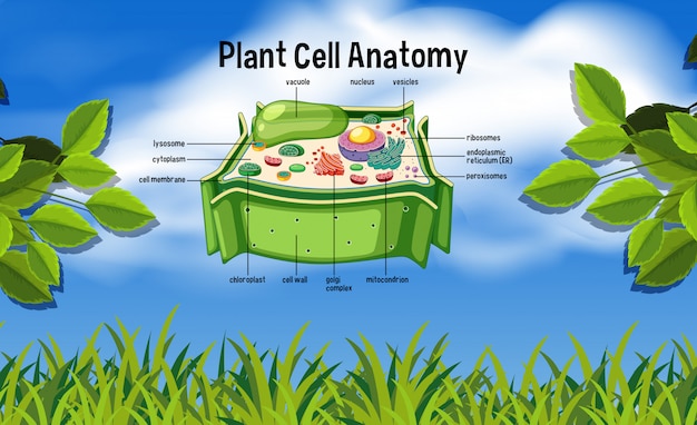 植物細胞の解剖学的性質