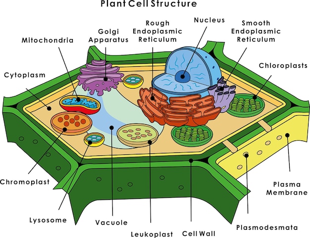 Vector plant cell structure