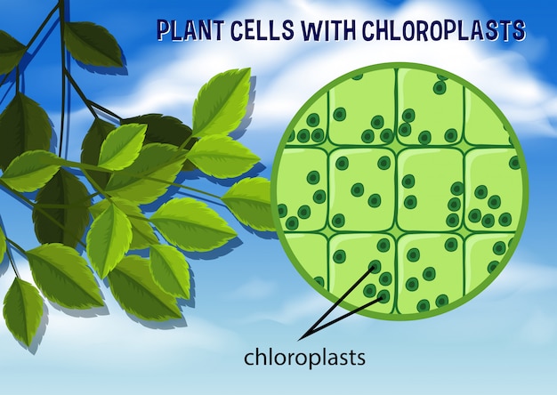 Vector plant cells with chloroplasts