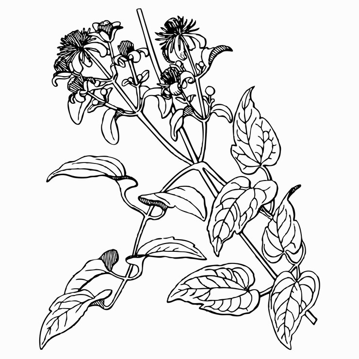 Vector plant clematis vitalba