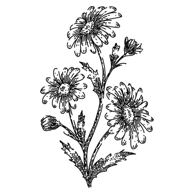 Plant daisy flower sketch hand drawn vector