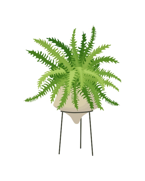 Vector plant fern potted houseplant  home interior decoration element indoor flower