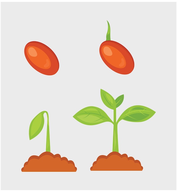 Vector plant growth stages from seed to sprout