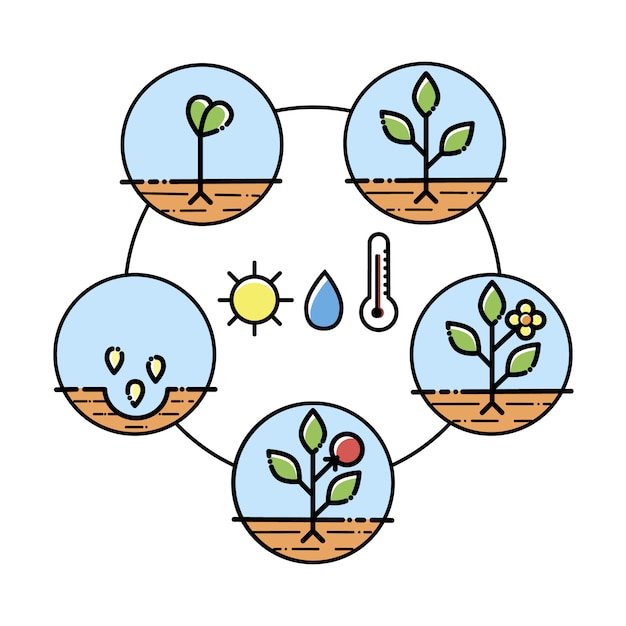 Vettore infografica delle fasi di crescita delle piante, istruzione di piantagione, processo.