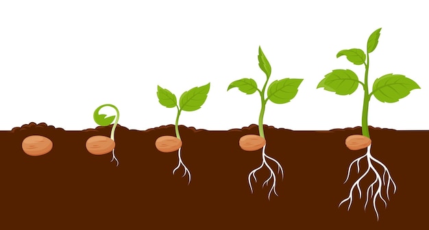 Plant growth stages sprout grow cycle of seeds