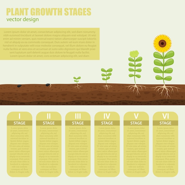 Vector plant growth stages