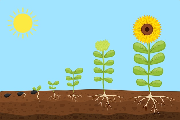 Vector plant growth stages