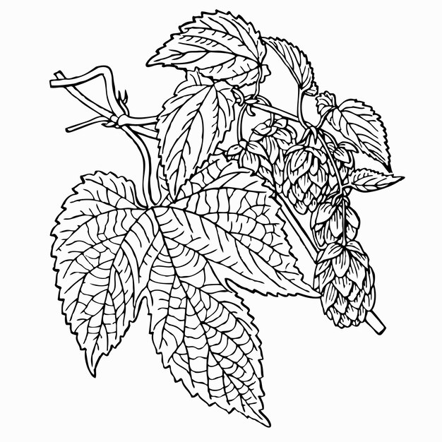 Plant Humulus lupulus