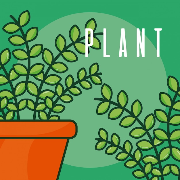 Plant in pot