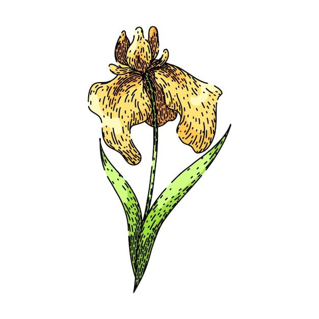 Vector plant iris sketch hand drawn vector