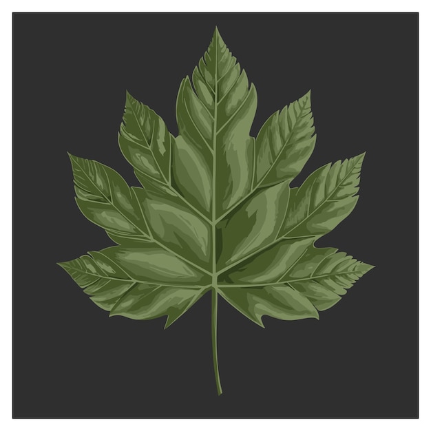 plant leaf illustration