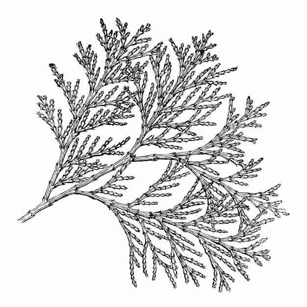 Растение libocedrus decurreus (калифорнийский ладан-кедр)