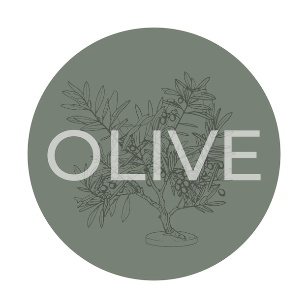 Plant olive branches isolated on white background sticker leaves olives vector hand drawn