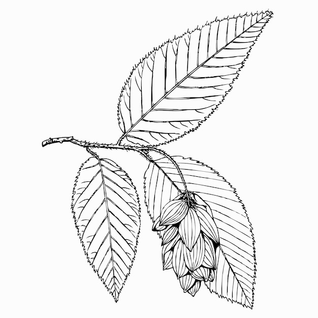 Вектор Растение ostrya carpinifolia (хмель граб)