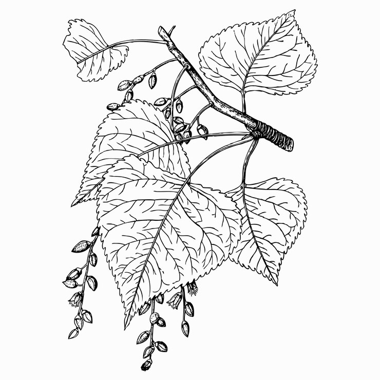 Vector plant populus deltoides