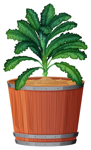 plant in pot with soil isolated