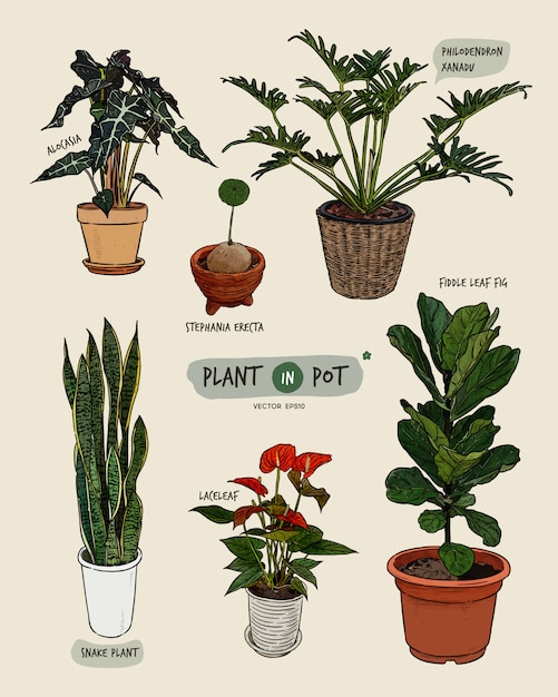 Vector plant in pots, hand draw sketch vector.