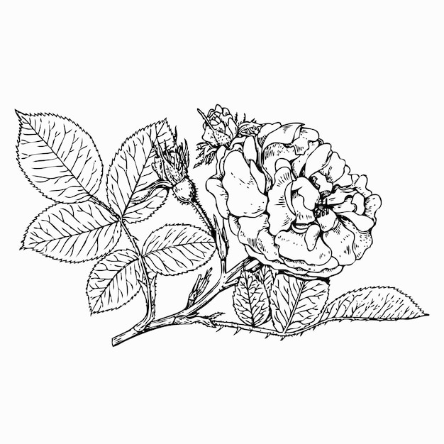 Plant Rosa Stern von Prag