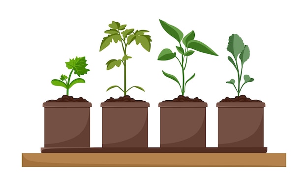 Plant seedlings in pots Tomato pepper cabbage cucumber Cultivation of garden plants Plant care