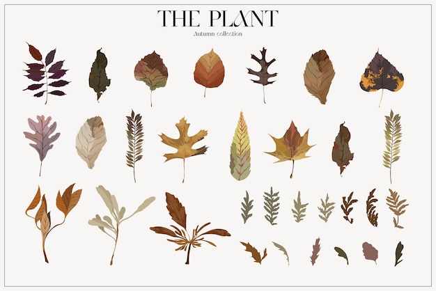 Vector the plant. set autumn flower market poster. herbarium