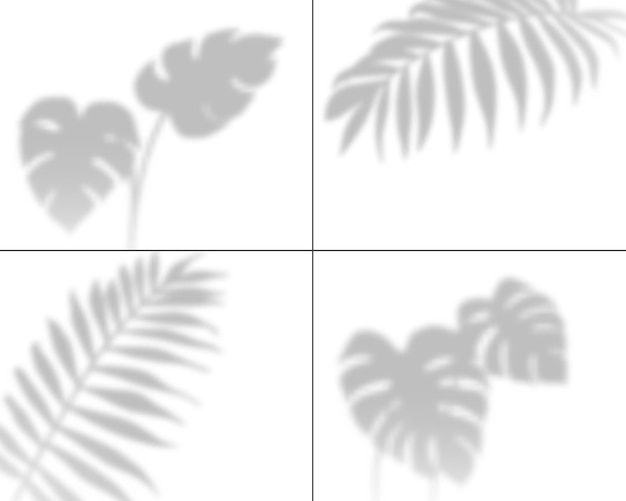 Vector plant shadows illustration