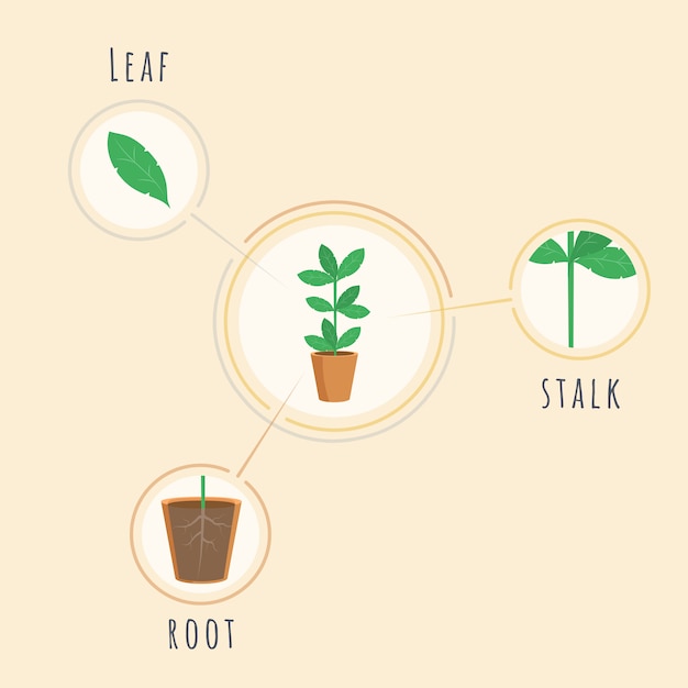 Plant structure vector banner template