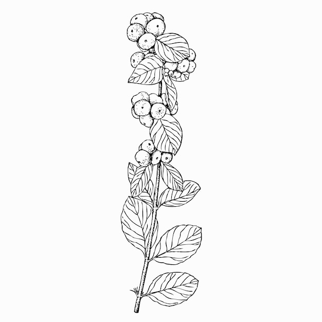 Vector plant symphoricarpos albus (common snowberry)