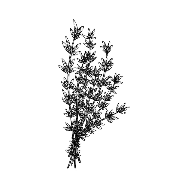 plant thyme leaf hand drawn organic herbal fresh herb aromatic seasoning plant thyme leaf vector sketch isolated black illustration