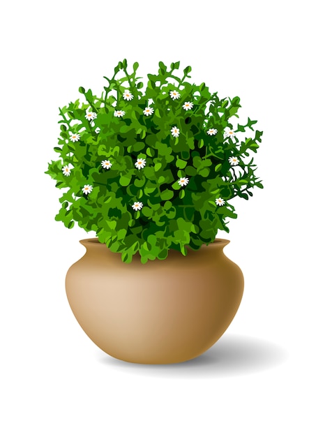 plant with flowers in vase
