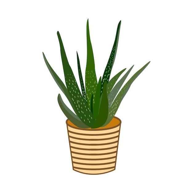 A plant with a green plant in a pot with a brown stripe.