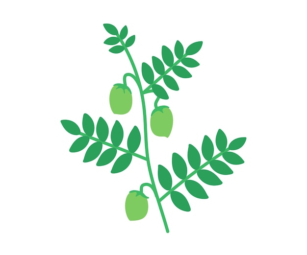 Vector plant with green pods chickpea stem of legume branch with ripe beans vector illustration