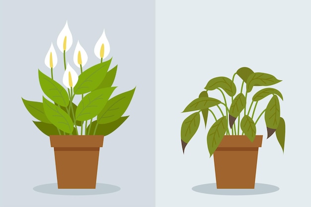 Увядание растений две векторные сцены со здоровым и увядающим растением ошибки ухода за цветами