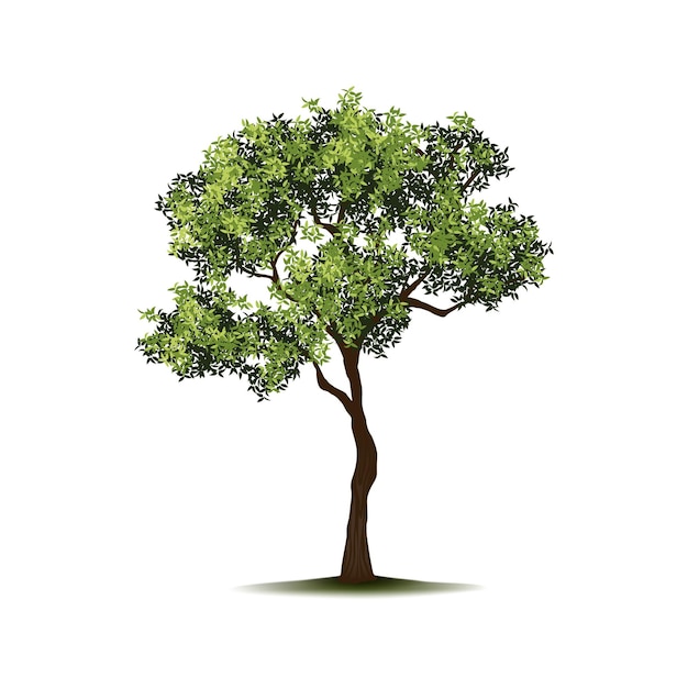 Plant for yard tree garden landscape