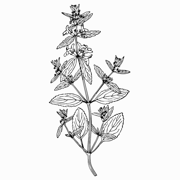 Abstract of Holy Basil, Sacred Basil leaves on... - Stock Illustration  [94786337] - PIXTA