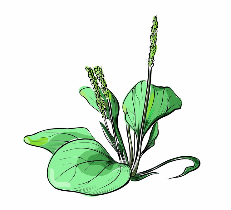 Vector plantain herb plant green leaves and flowers illustration
