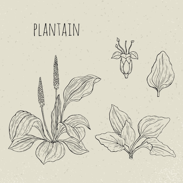 Plantain medical botanical  illustration. Plant, leaves, flowers hand drawn set. Vintage sketch.