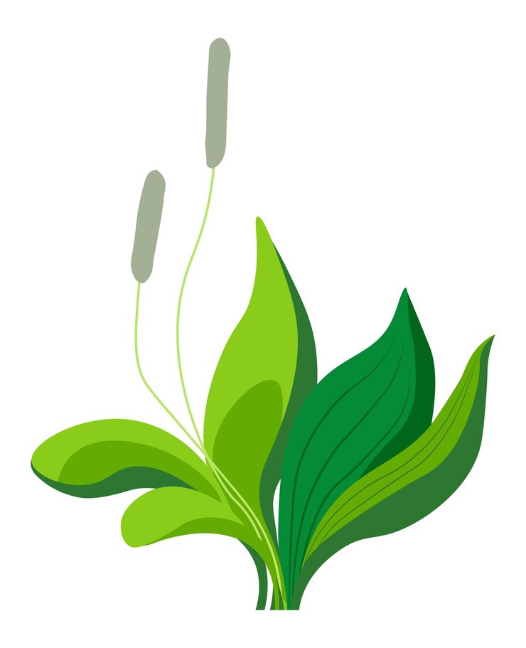 Vector plantain with leaves and flowers in blossom vector
