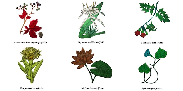 Vector plantbladontwerpelementsetvector3