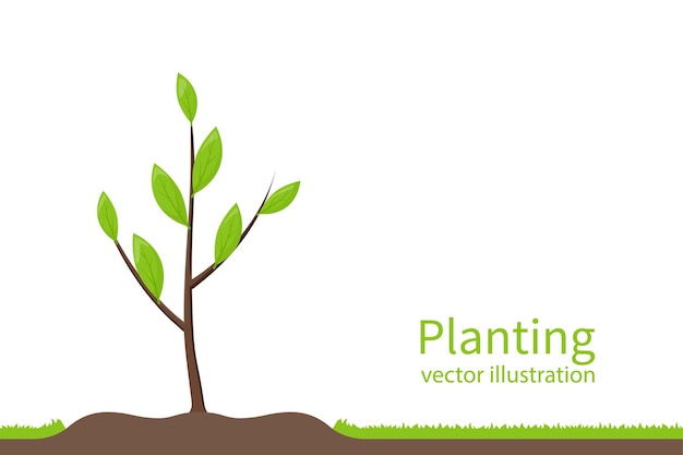 Vector planting tree. process planting concept. gardening agriculture, caring for environment. vector illustration flat design. young sapling.