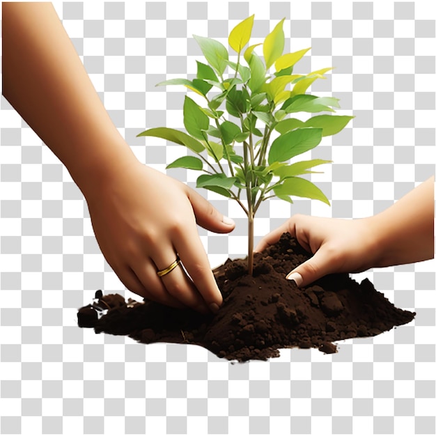 Vector planting young fresh trees by human hands on a transparent background ai generated