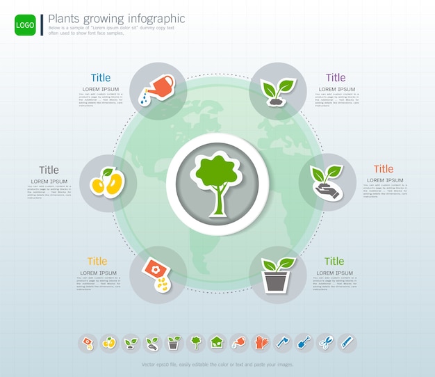 Vector plants growing timeline infographic