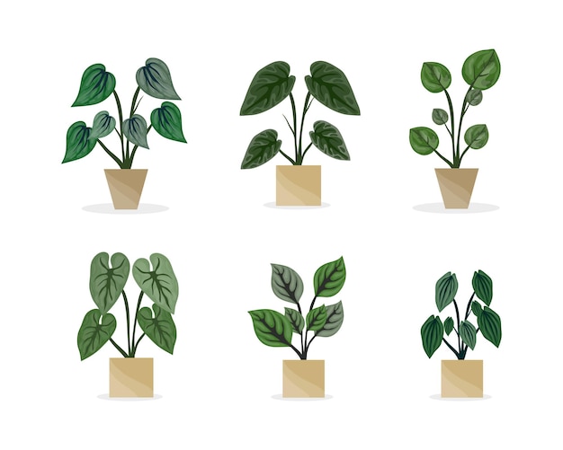 Plants in pot vector set