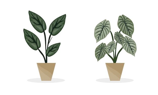 Plants in pot vector set