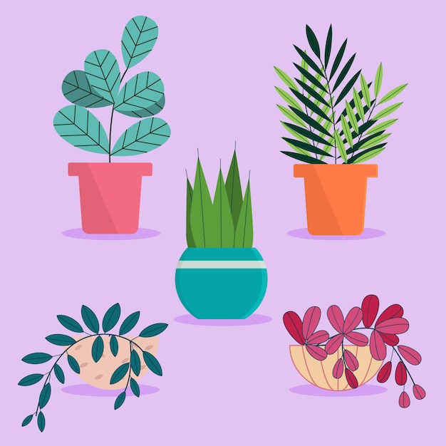 plants in pots