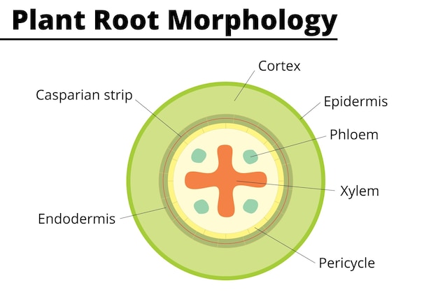 Plantwortelmorfologiediagram structuren presenteren op een groentewortel vectorillustratie