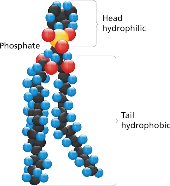 Vector plasma membrane phospholipids