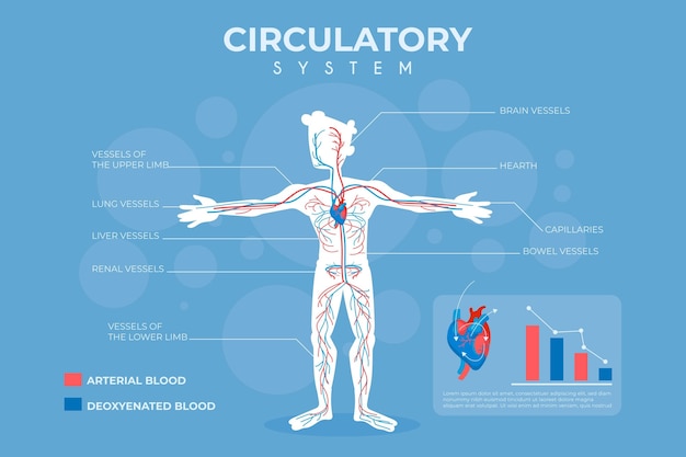 Platte bloedsomloop infographic