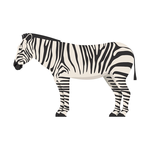 Platte zebra geïsoleerde vector afbeelding van Afrikaans dier