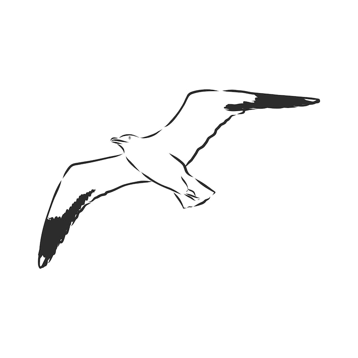 Vector platypus illustration drawing engraving ink line art vector platypus